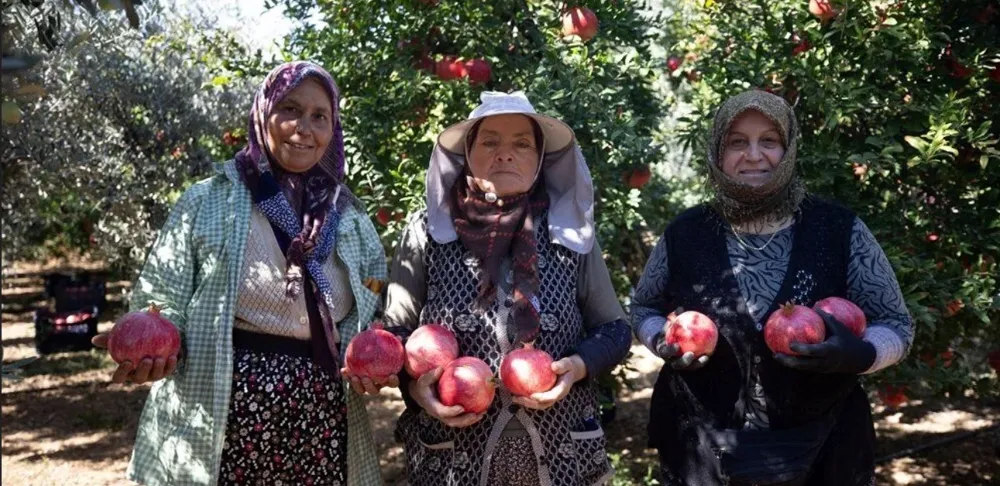 ‘NAR ÜRETİMİ BEKLENTİNİN YÜZDE 25 ALTINDA.. ANCAK KALİTE VE İHRACAT AÇISINDAN BAŞARILI’