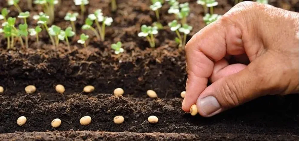 TÜRKİYE ‘TOHUMCULUK’TA 100 MİLYAR DOLARLIK PAZARDAN DAHA ÇOK PAY ALACAK