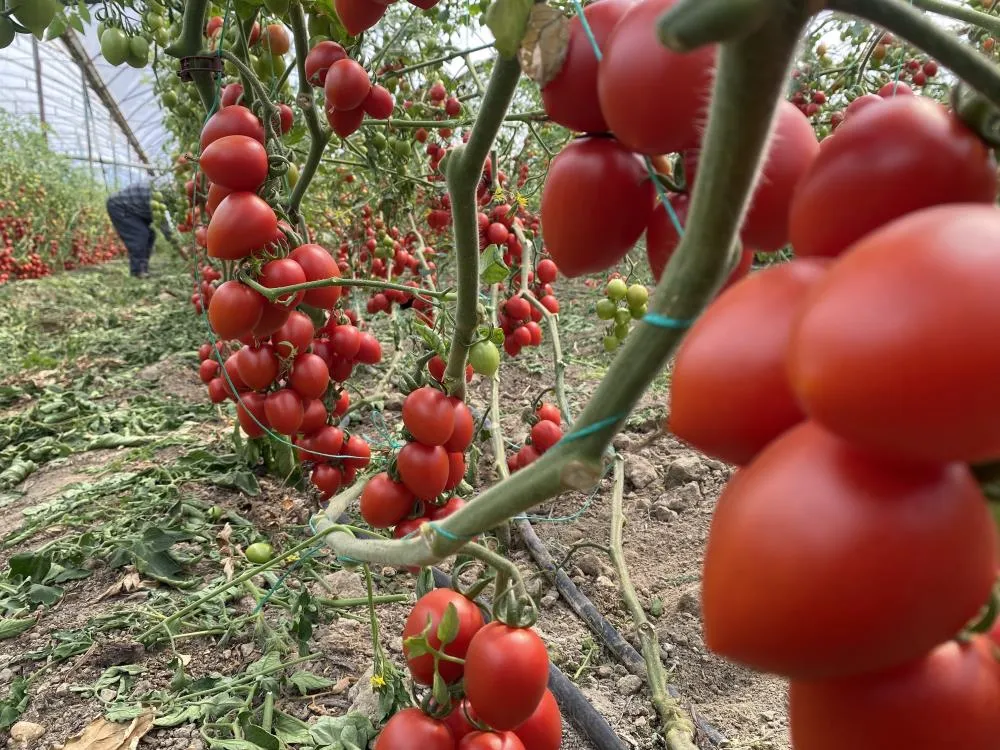 ATB AÇIKLADI.. KASIM AYINDA DOMATES VE SEBZE FİYAT ENDEKSİNDE BÜYÜK DÜŞÜŞ