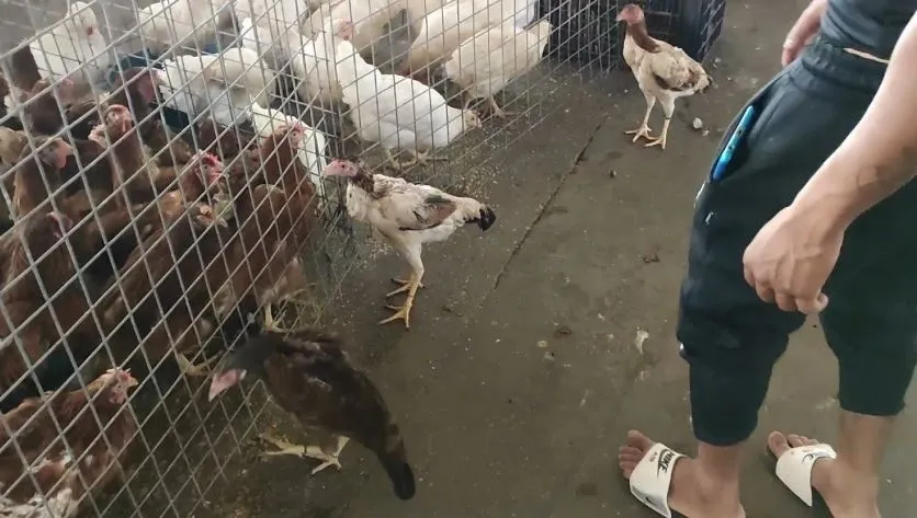 TAVUK PAZARI KRİZ YARATTI.. KEPEZ BELEDİYESİ’NE BÜYÜK TEPKİ VAR