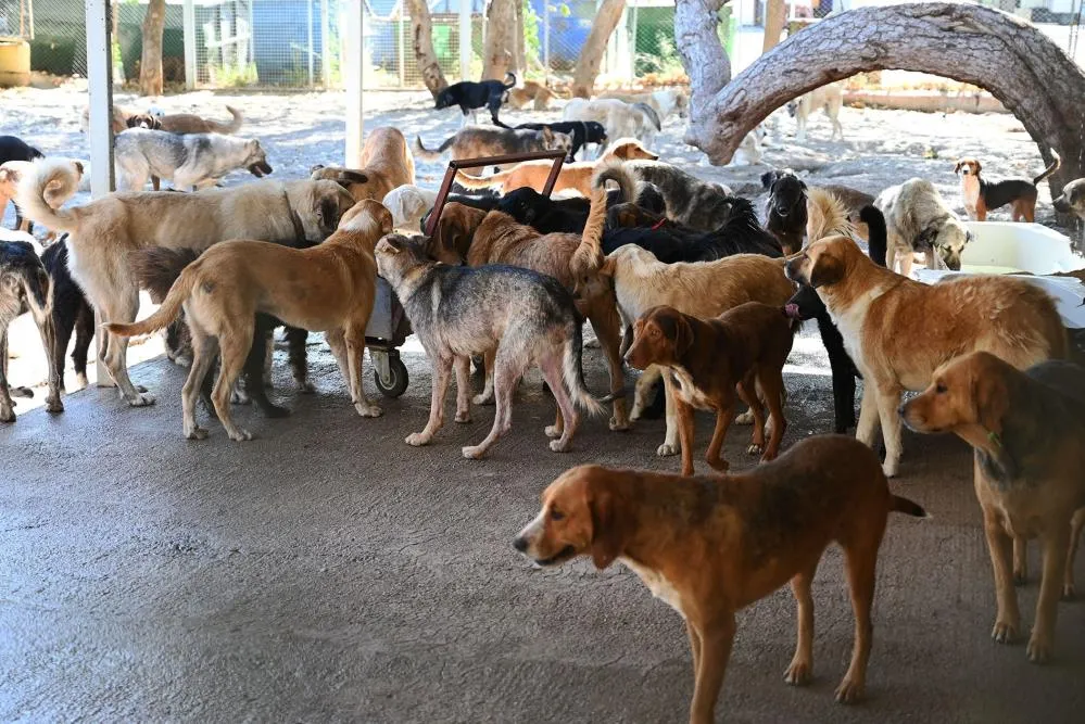 KEMER BELEDİYESİ HAZİRAN’DA 50 CANI SAHİPLENDİRDİ