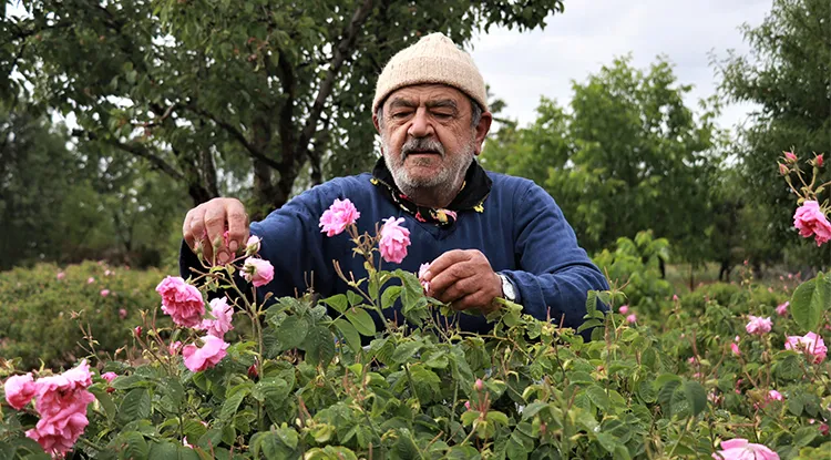 ISPARTA’DA MÜFTÜZADE GÜLCÜ İSMAİL EFENDİ’DEN BUGÜNE ‘GÜL’ÜN SERÜVENİ