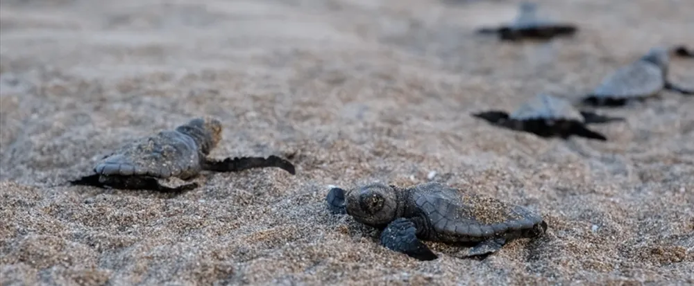 ÖZEL ÇEVRE KORUMA BÖLGELERİNDE 40.285 YAVRU CARETTA DENİZE KAVUŞTU