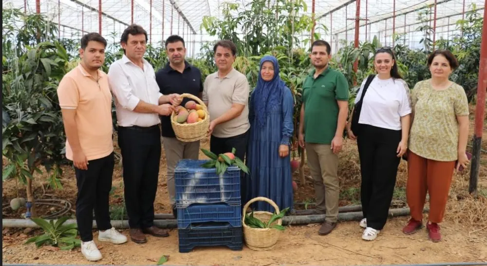 700 AĞACA ULAŞTI.. GAZİPAŞA