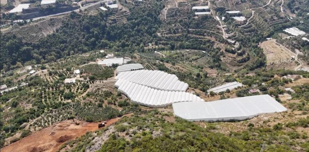 ALANYA’DA ENGEBELİ ARAZİDE TROPİKAL MEYVE BAŞARISI.. ‘HEM İÇ PİYASAYA HEM İHRACATA’