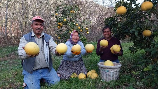 BU KAVUN AĞAÇTA YETİŞİYOR.. 