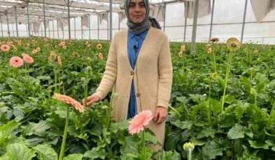 Topraksız serada ürettiği gerbera çiçeğini yurt dışına iki katı fiyata satıyor
